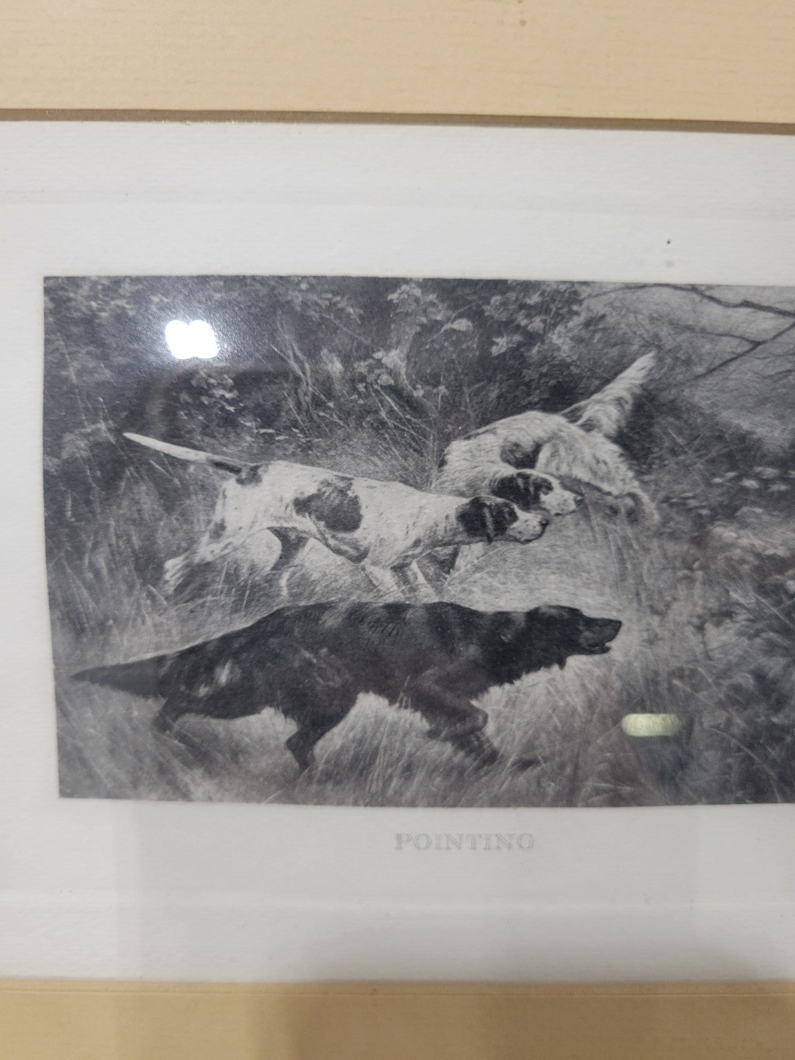 Vintage "Pointing" Sporting Dog Print in Walnut Frame