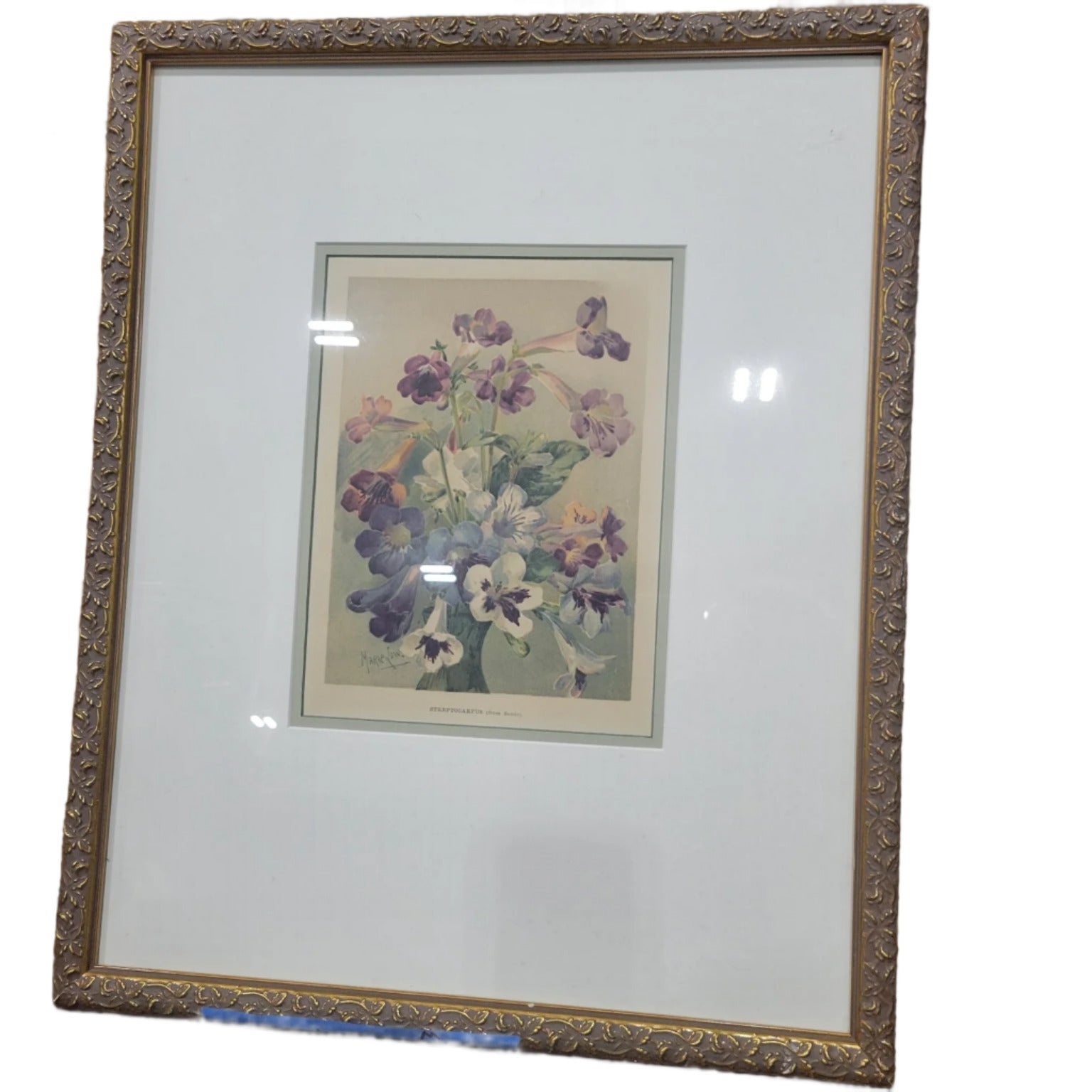 Streptocarpus (from Seeds)" Botanical Lithograph