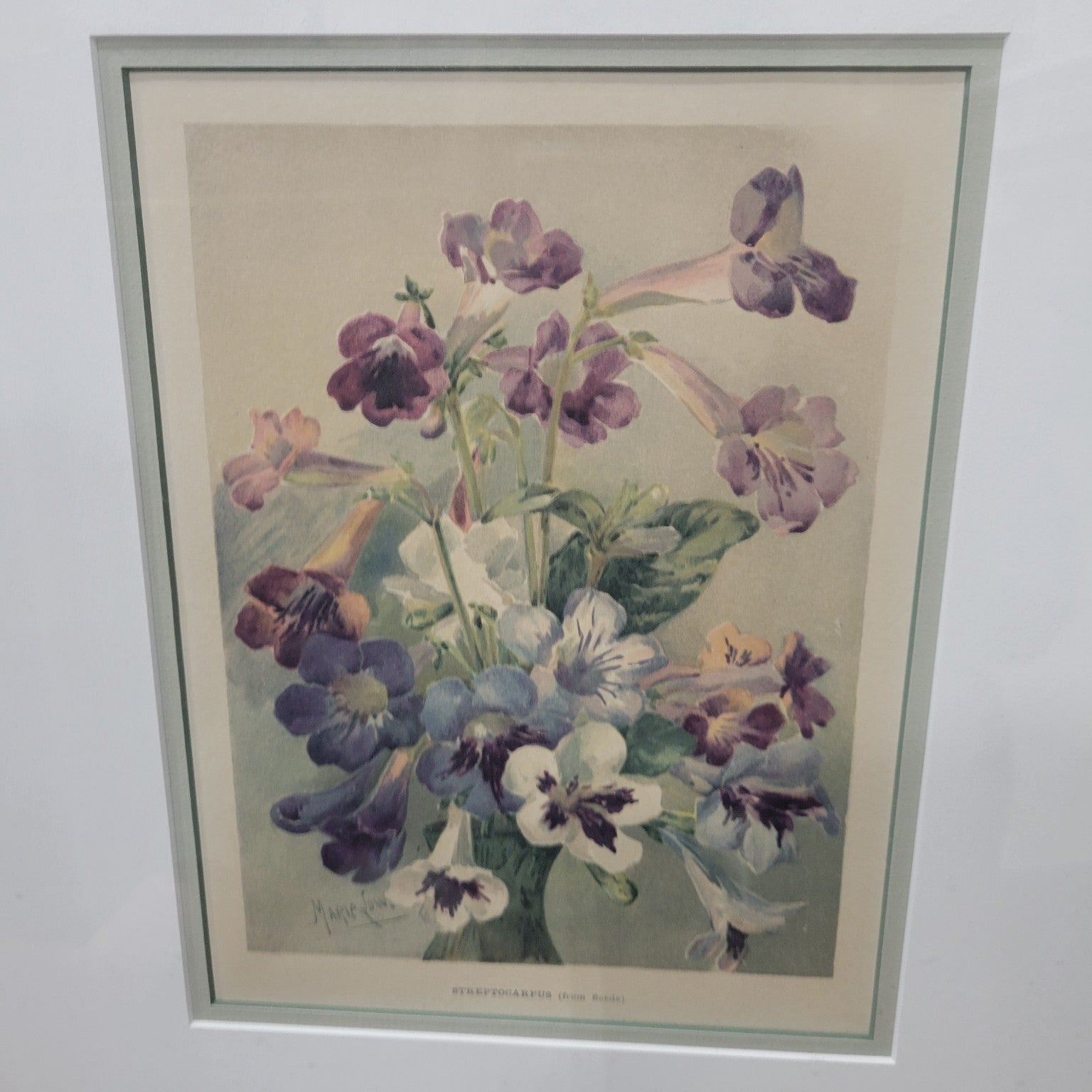Streptocarpus (from Seeds)" Botanical Lithograph