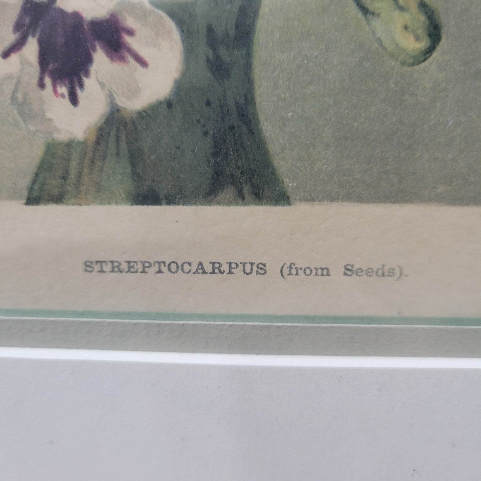 Streptocarpus (from Seeds)" Botanical Lithograph