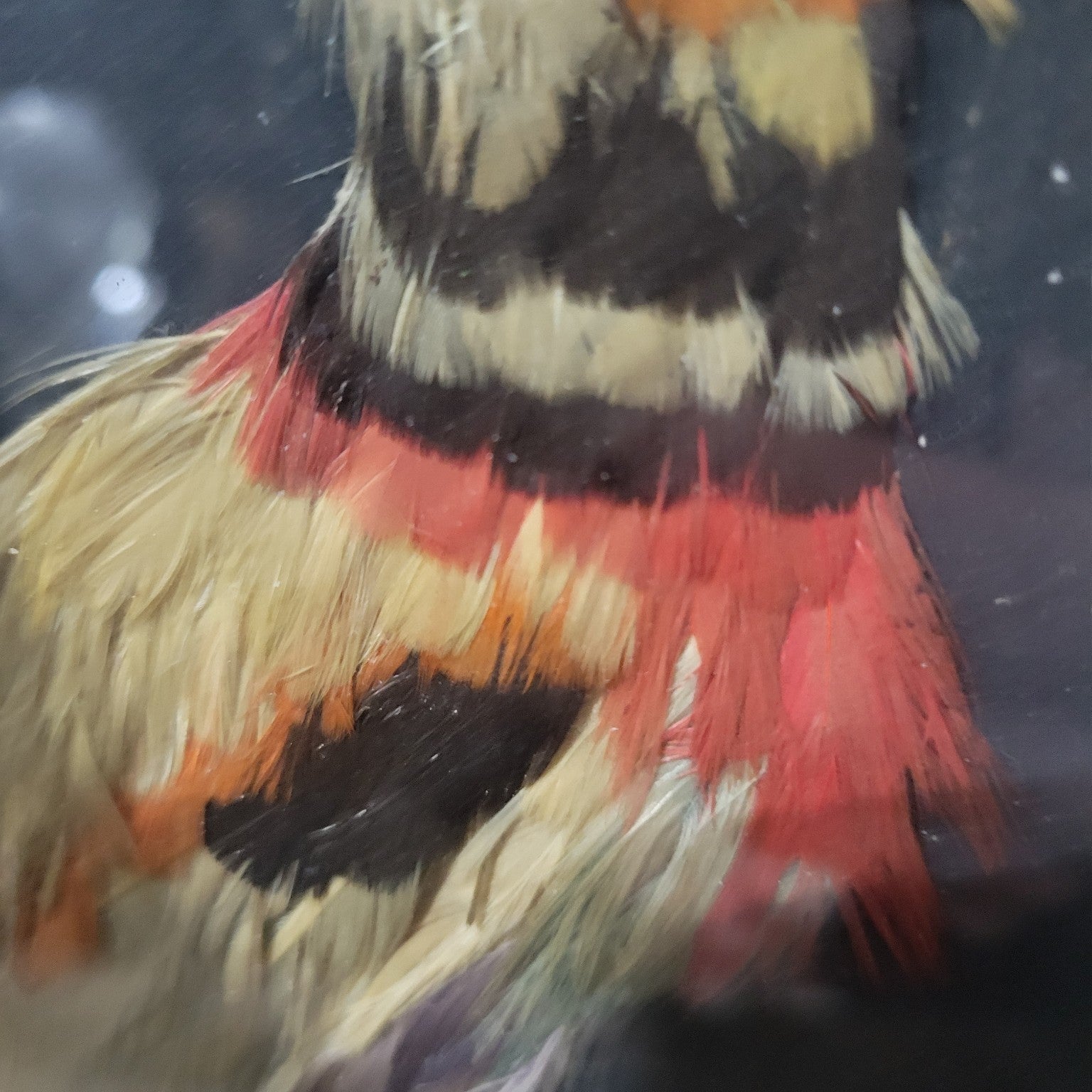 Handcrafted Feather Art Bird Collage