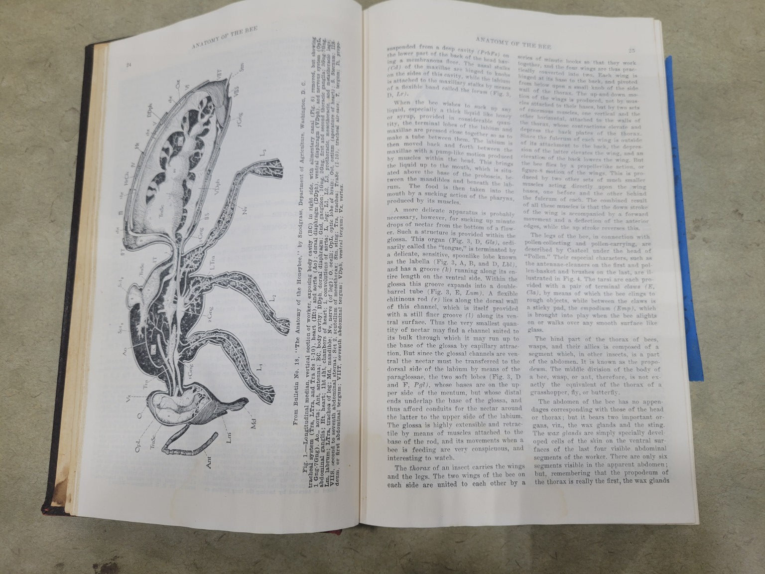 1939 "The ABC and XYZ of Bee Culture" by A.I. & E.R. Root – The A.I. Root Bee Library