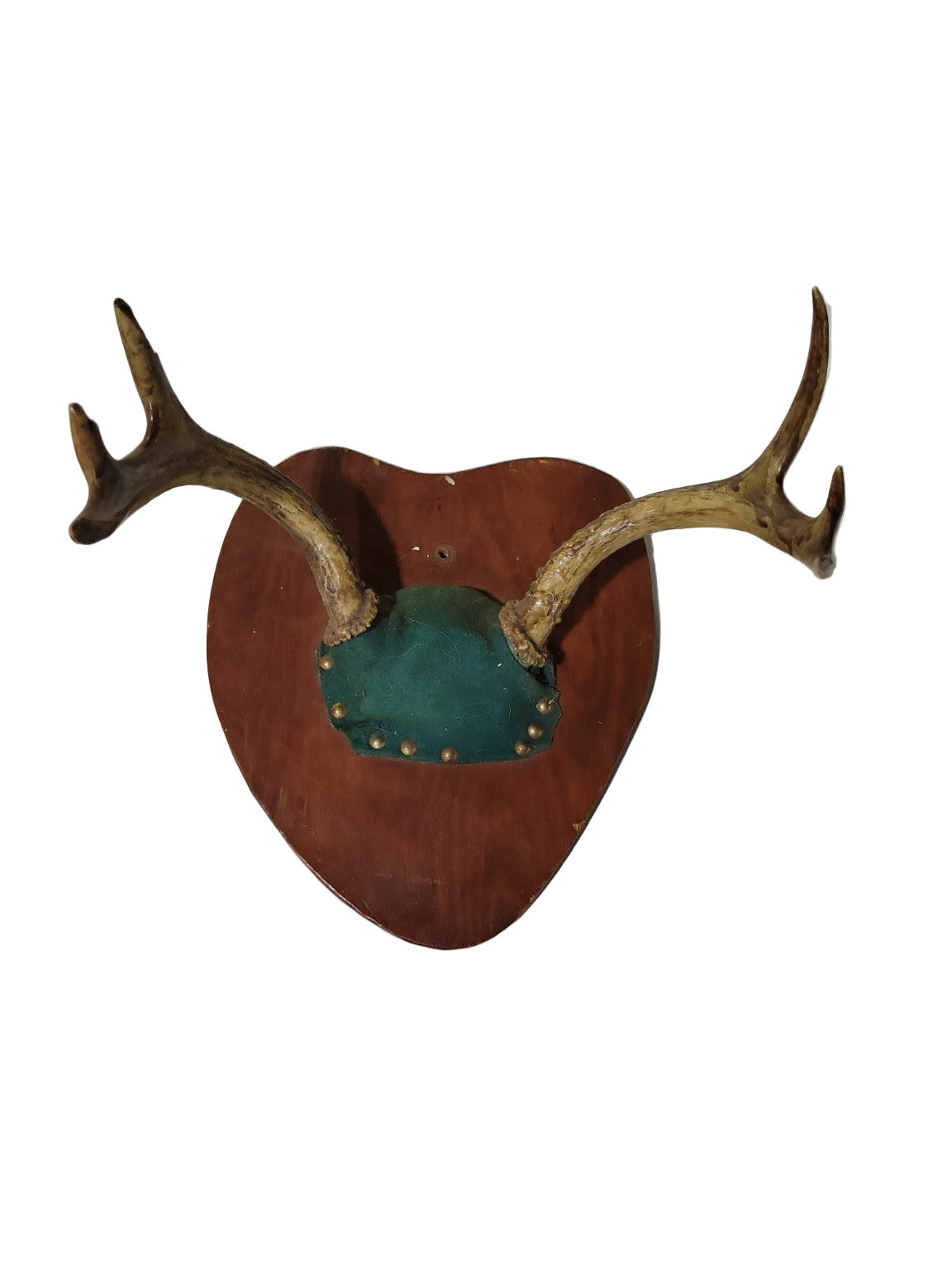 Vintage Mounted Deer Antlers on Wooden Plaque – 11" x 12" x 8"
