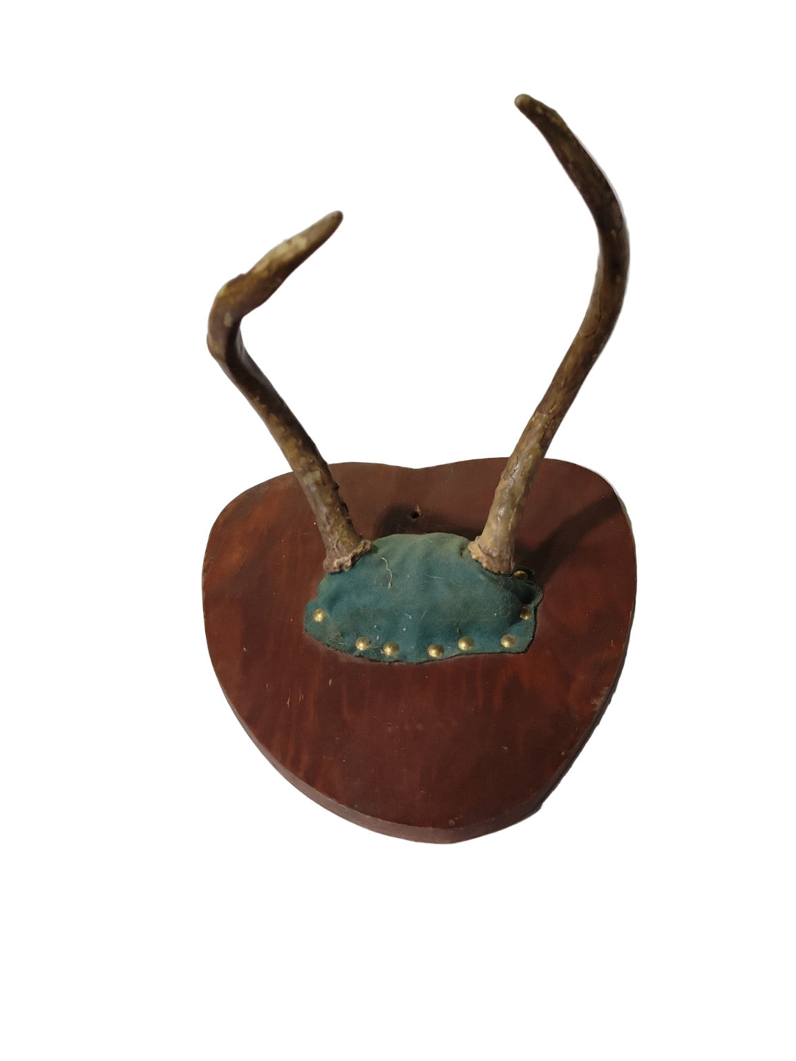 Small Vintage Mounted Deer Antlers on Wooden Plaque – 9 ½" x 10" x 10"