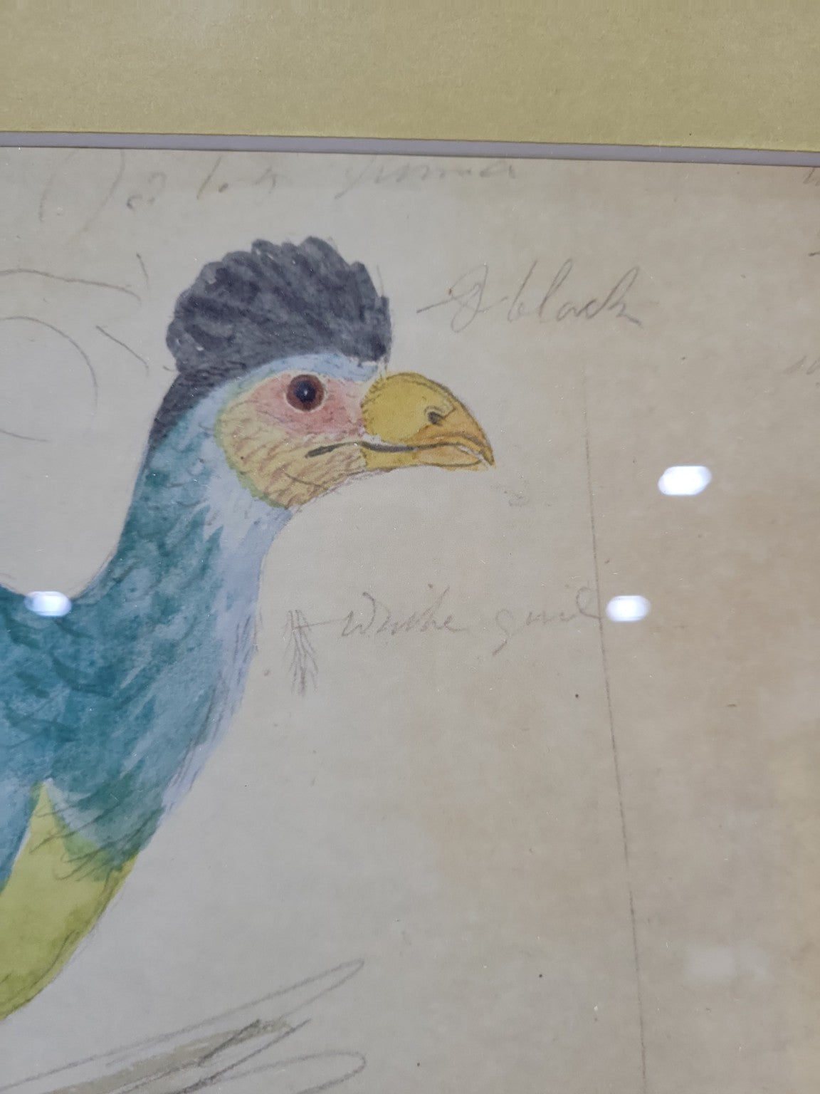 Soicher Marin Framed Bird Illustration – Faux Bamboo Frame