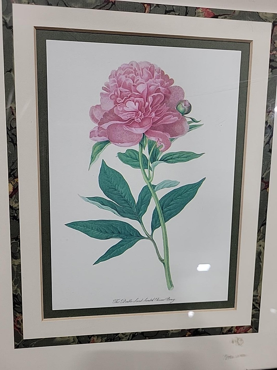 Met Museum Double Sweet-Scented Chinese Peony Print