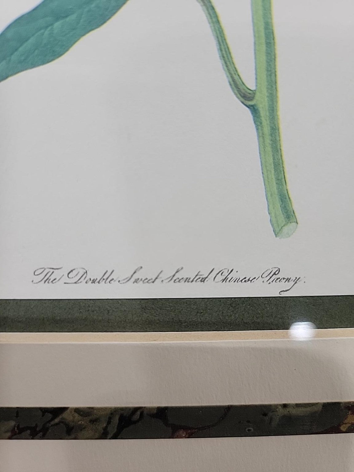 Met Museum Double Sweet-Scented Chinese Peony Print