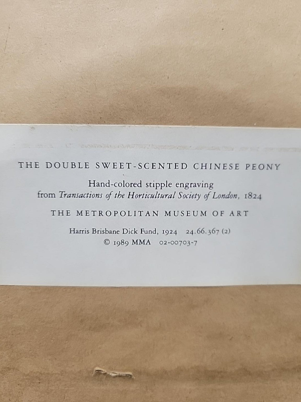 Met Museum Double Sweet-Scented Chinese Peony Print