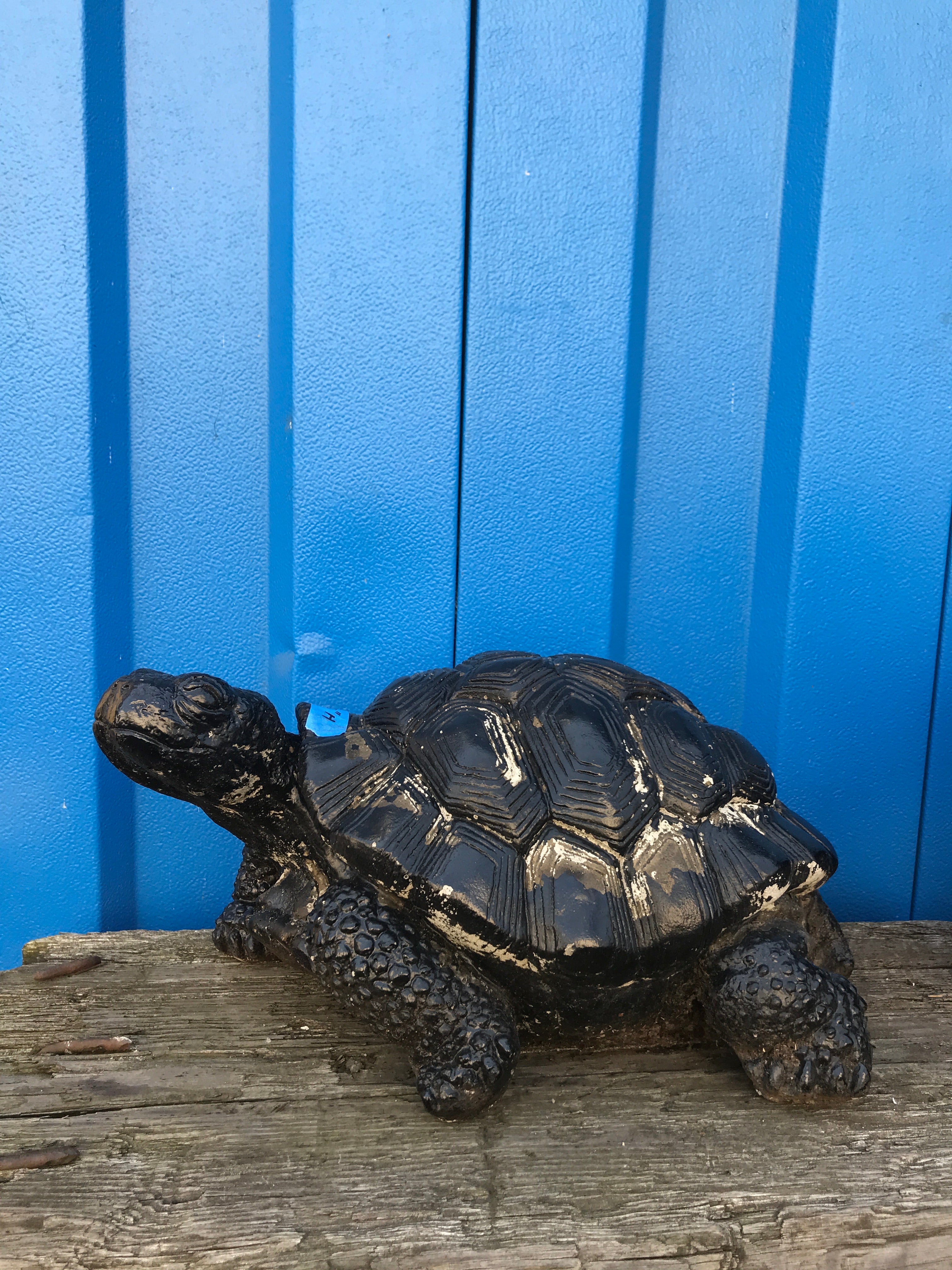 Cement Tortoise